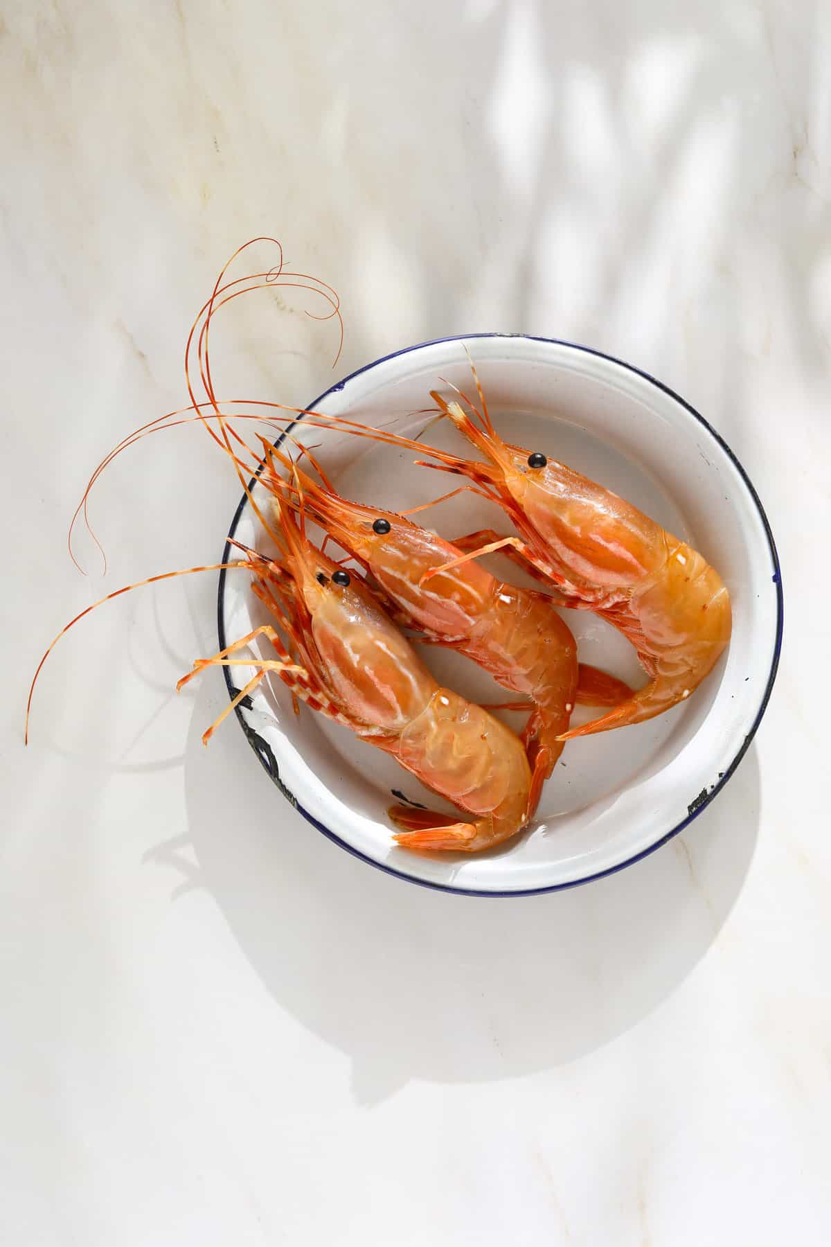 A white and blue enamel bowl with three live spot prawns.