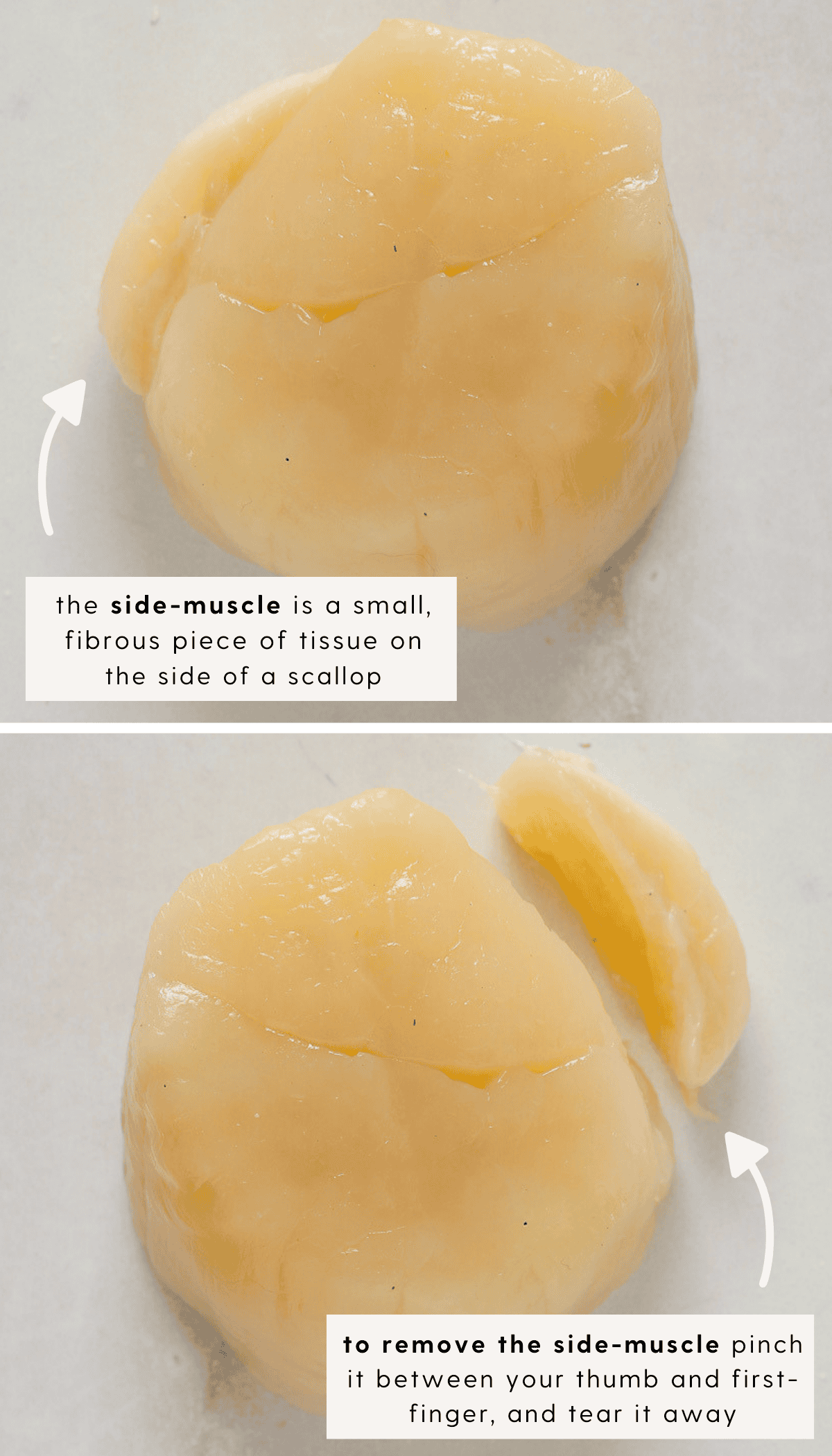 Top: a whole, raw scallop. Bottom: a whole, raw scallop with the side muscle detached.