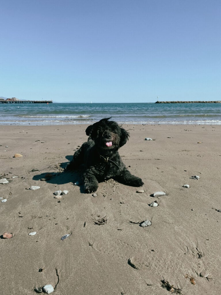 Black dog on beach.
